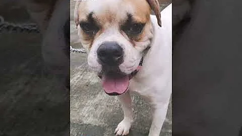 meet our American Bulldog Don Avril's "Bouncer" #Shorts