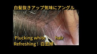 白髪抜きアップ気味アングル pull out long gray hair　Refreshing ! Plucking white hair　Refreshing ! 白去掉