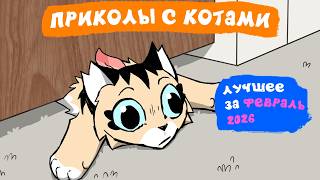 Приколы с котами. ЛУЧШЕЕ ЗА ФЕВРАЛЬ 2026 | Мемозг