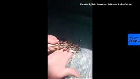 Gross: Giant Python Covered in Ticks