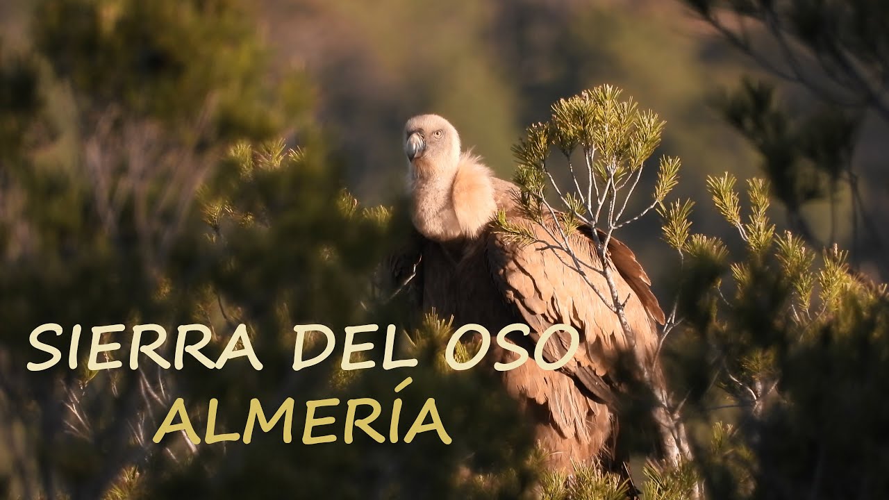 Wild Spain - Capítulo 79 - Sierra del Oso, Almería.