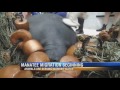 Manatees on the Move Toward Warmer Waters