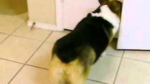 Copy of video 001.AVI"Corgis Gone Wild"