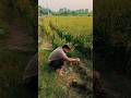 farming reels🏠 vlog short shorts viral video trending 😊👉