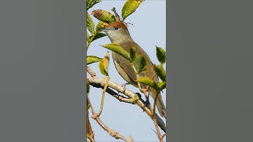 Female Blackcap Part II - UK Birds #shorts