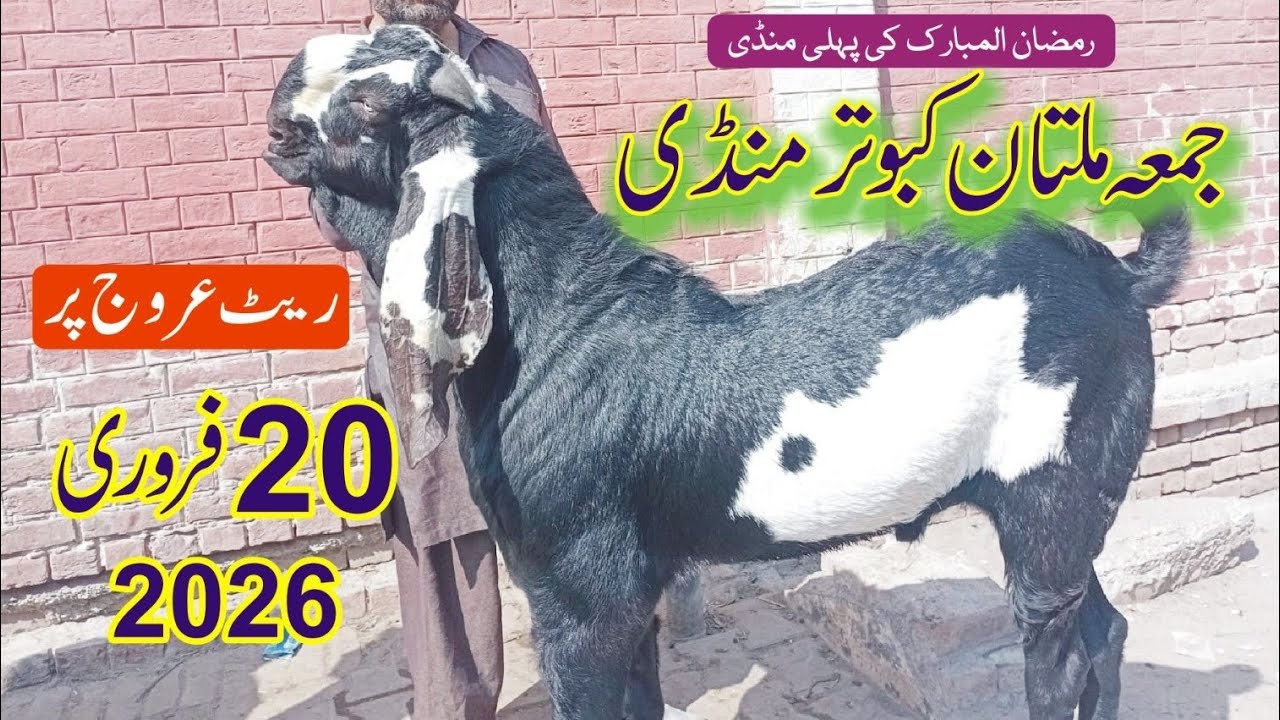Jumma multan kbutar mandi updated qurbani 2026/20 February 2026