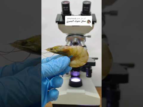 الجمبري أو الروبيان تحت الميكروسكوب