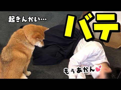 柴犬がバテた女子高生の娘を心配する！？