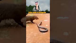 Cobra snake vs Mongoose#shorts #shortsfeed #reaction #animals #mongoose #cobra snake#youtubeshort