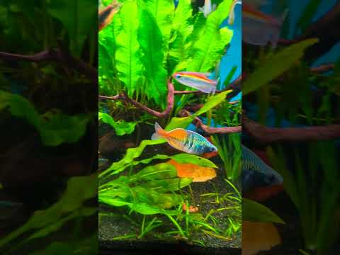 Showing off in the morning light - Rainbow Fish - Melanotaenia Boesemani