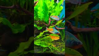 Showing Off In The Morning Light  Rainbow Fish  Melanotaenia Boesemani