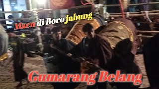 Gumarang Belang,maen di Boro Jabung,fuul kalapan looos,obrak-abrik kalang🔥