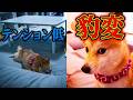 元気がない妹を怒らせたら、無言で痛烈な鉄拳が飛んできて混乱する兄柴犬・・・