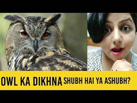 meaning of spirit animal owl ( in Hindi) - YouTube