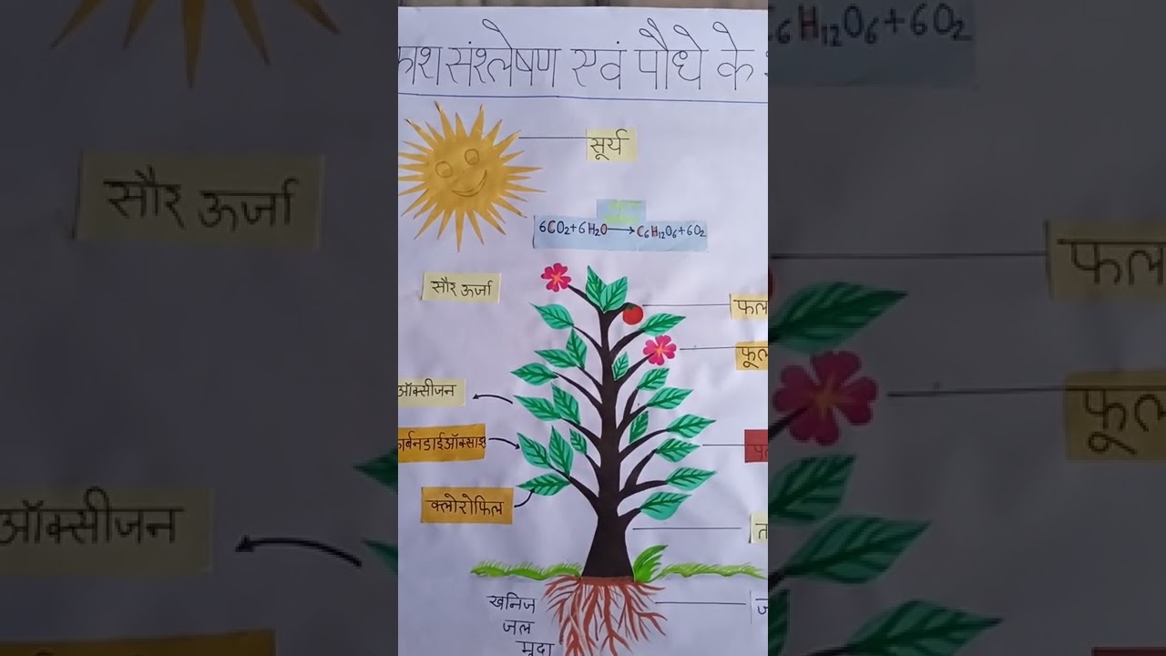 De.el.ed first semester and second sem chart/model 