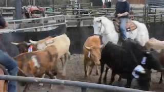 Ranch Sorting