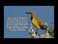 Southern Boubou and Bokmakierie named after the onomatopoeic rendition of their calls