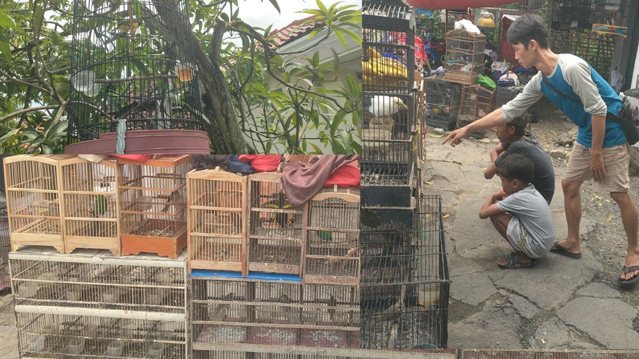 BURUNG GACOR DI JUAL MURAH SAMPE BURUNG MATERI JOS