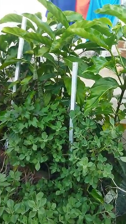 boldo-from-china-is-used-for-various-types-of-disease-and-is-very-good