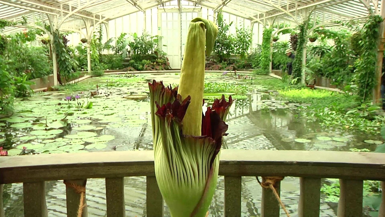 Naturspektakel Titanenwurz Bluht Im Botanischen Garten Munchen Youtube