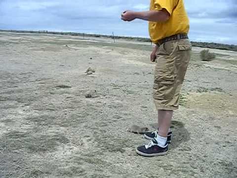 prairie dogs in wyoming.MP4