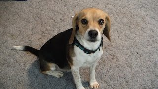 Crying Dog Video Lonely Cute LOL Sad Funny Homesick Pocket Beagle