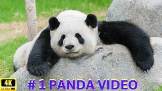 4K HD, # 1 PANDA, Red Panda, Video in the World, (Ailurus Fulgens) Relaxing Music, Deep Meditation,