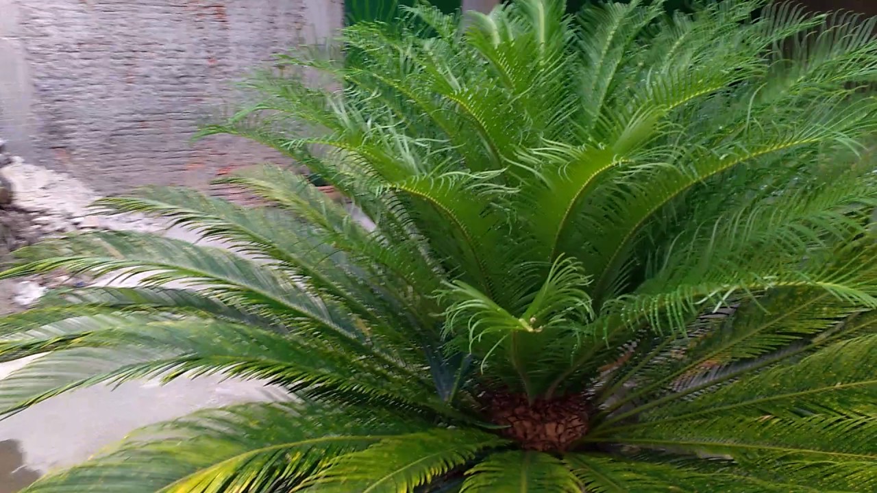 Resultado de imagem para PALMEIRA SAGU
