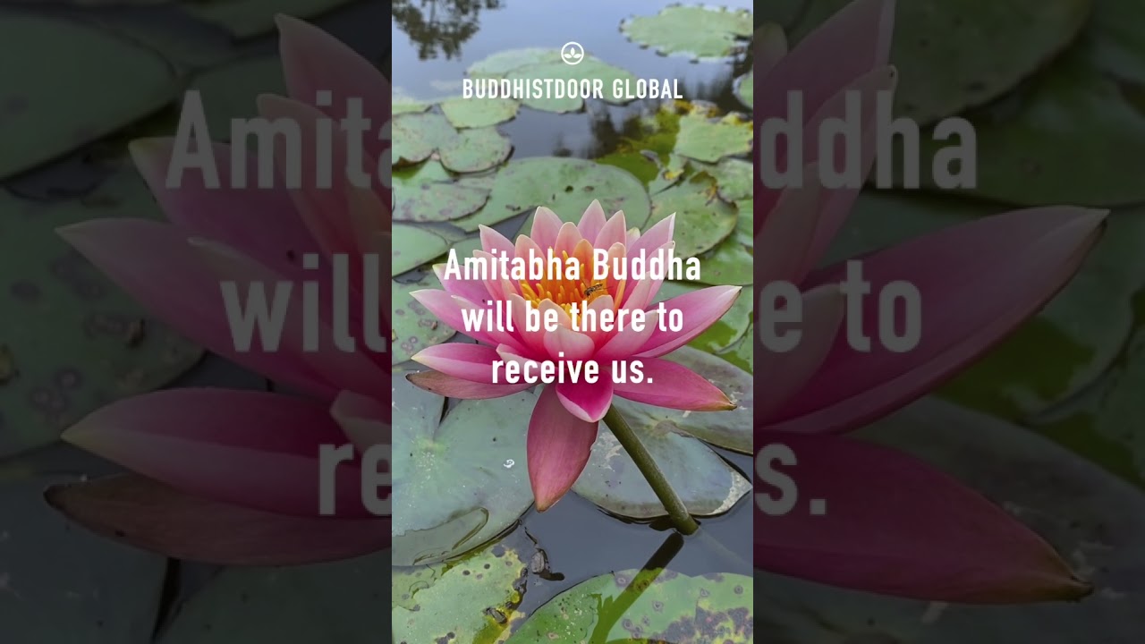 Buddhistdoor Quote for Today: Master Shandao (613–681 CE)