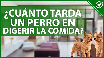 ¿Cuánto tarda un perro en tener hambre?