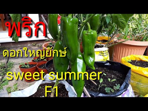 มาดู..พริกดอกใหญ่ยักษ์ จัมโบ้ หรือพริกหยวก พันธ์ Summer Sweet F1 นั้นเอง