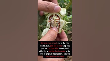 Cà độc dược #songkhoe #baithuochay #thuốcnam