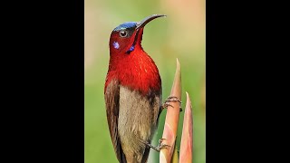 Vigor's Sunbird male sing and display its iridescence