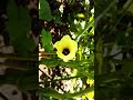 Okra flower bloom timelapse