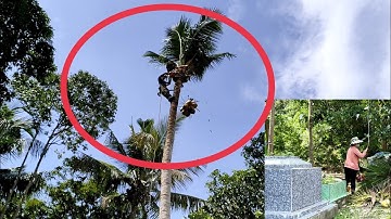 anh thợ tính cưa hạ cây dừa nhiều năm tuổi có nhiều ngôi mộ nhìn rợn người