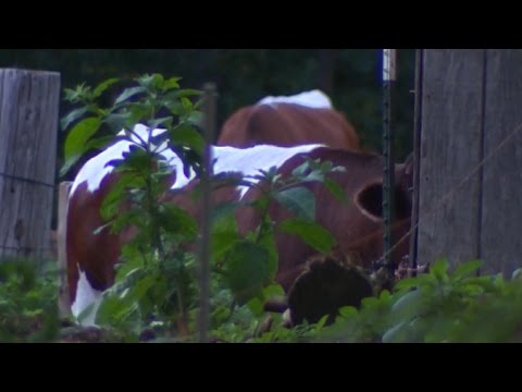 Boy trampled, killed by cow
