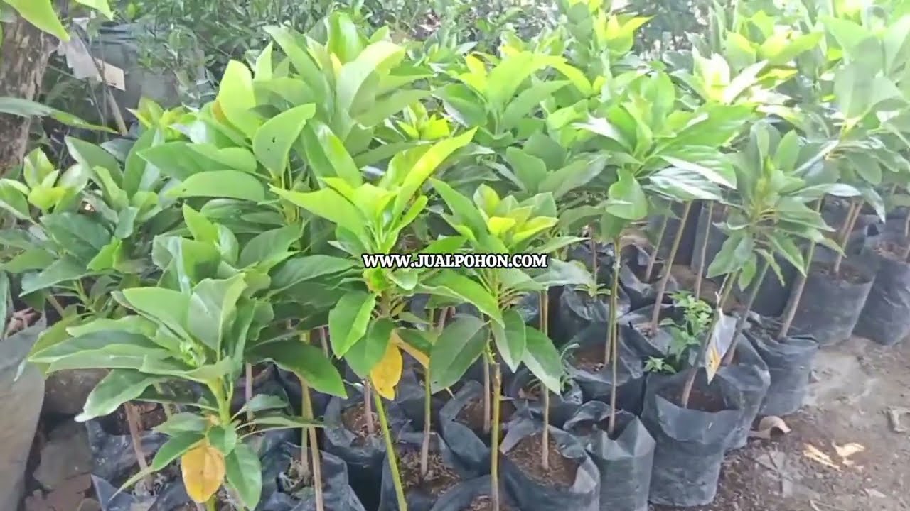 Tahan Adaptasi dan Mudah Dirawat | Bibit Alpukat SWY 02