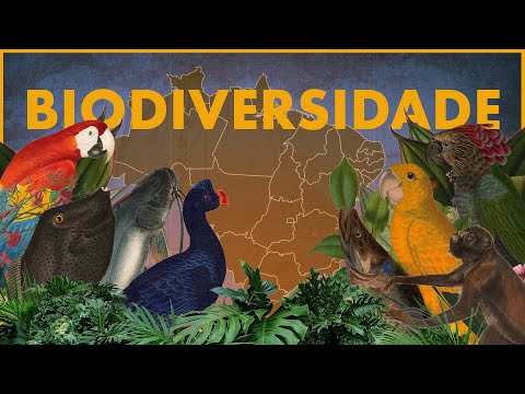 Vídeo: Onde a biodiversidade é importante?