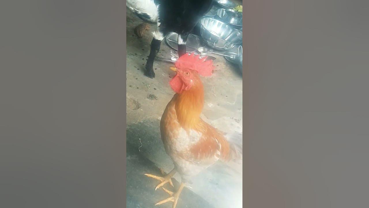 my pet 😘😘🐥🐓#birds# birds funny # - YouTube