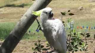 Jester the cockatoo plays with a piece of wood! by Silver Cross Fox 391 views 8 years ago 1 minute, 23 seconds