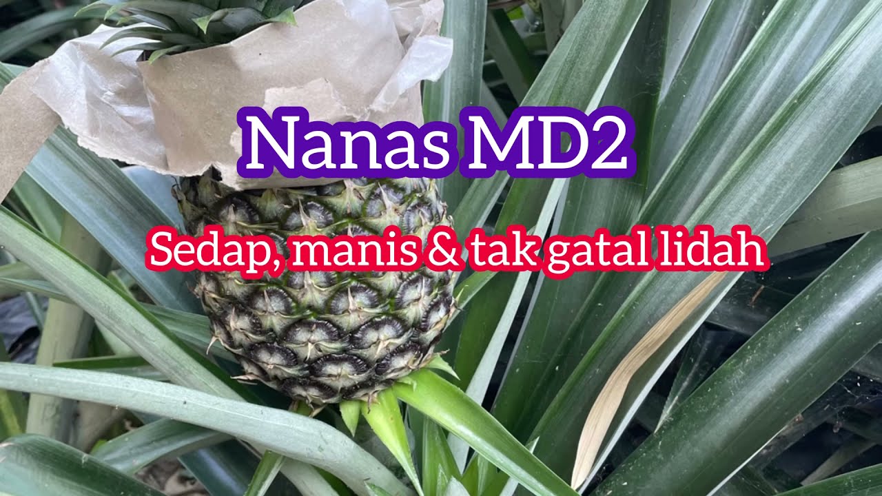 Macam Mana | Penyediaan Tapak Untuk Tanaman Nanas MD2