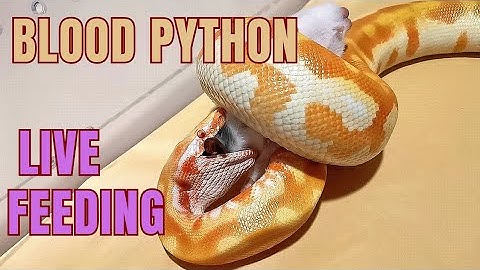 holloween special. Rat wearing black mask. blood python live feeding. #livefeeding #snake #reptiles