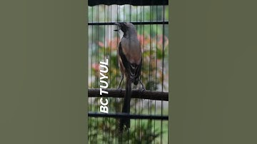 #shorts Burung Cendet Gacor TUYUL Isian Gereja Tarung