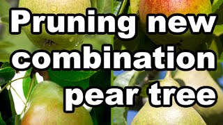 Explaining the Pruning of a Combination Pear Tree