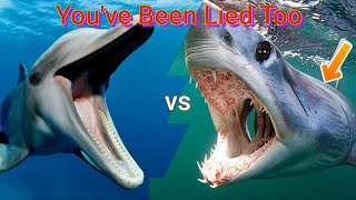Dolphins vs Sharks: The Truth