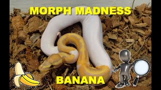 Morph Madness! Banana Ball pythons Profile