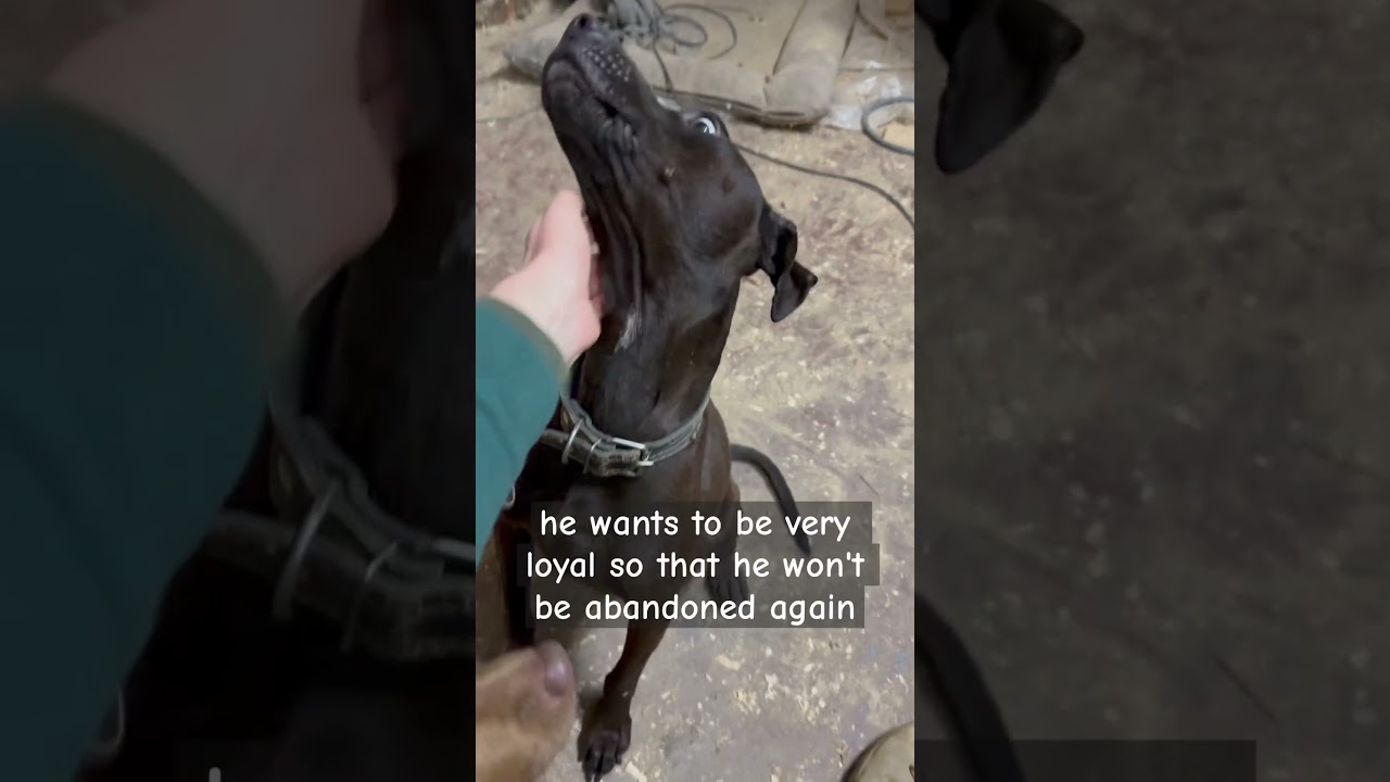 Skinny dog looking for a family 