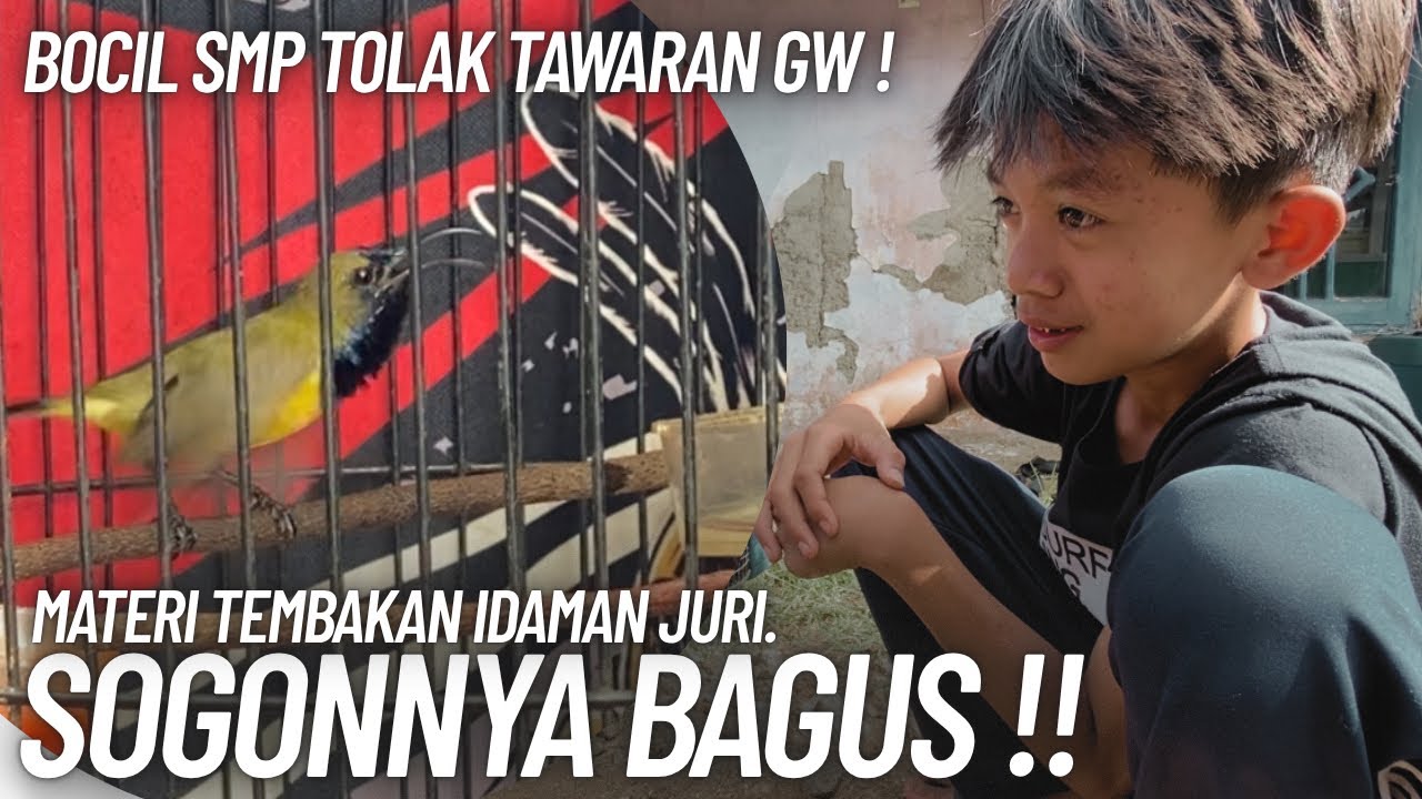 KETEMU BOCIL SOGONNYA BAGUS !!! TAPI SAYANG GAK DIJUAL