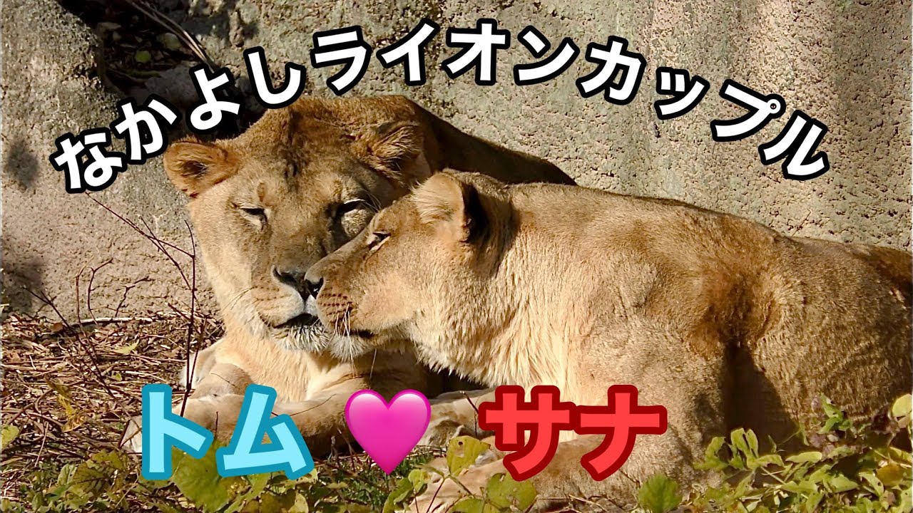 トムくんとサナちゃん いつもそばにいるね【浜松市動物園】Lion Tom-kun Sana-chan Hamamatsu Zoo - YouTube