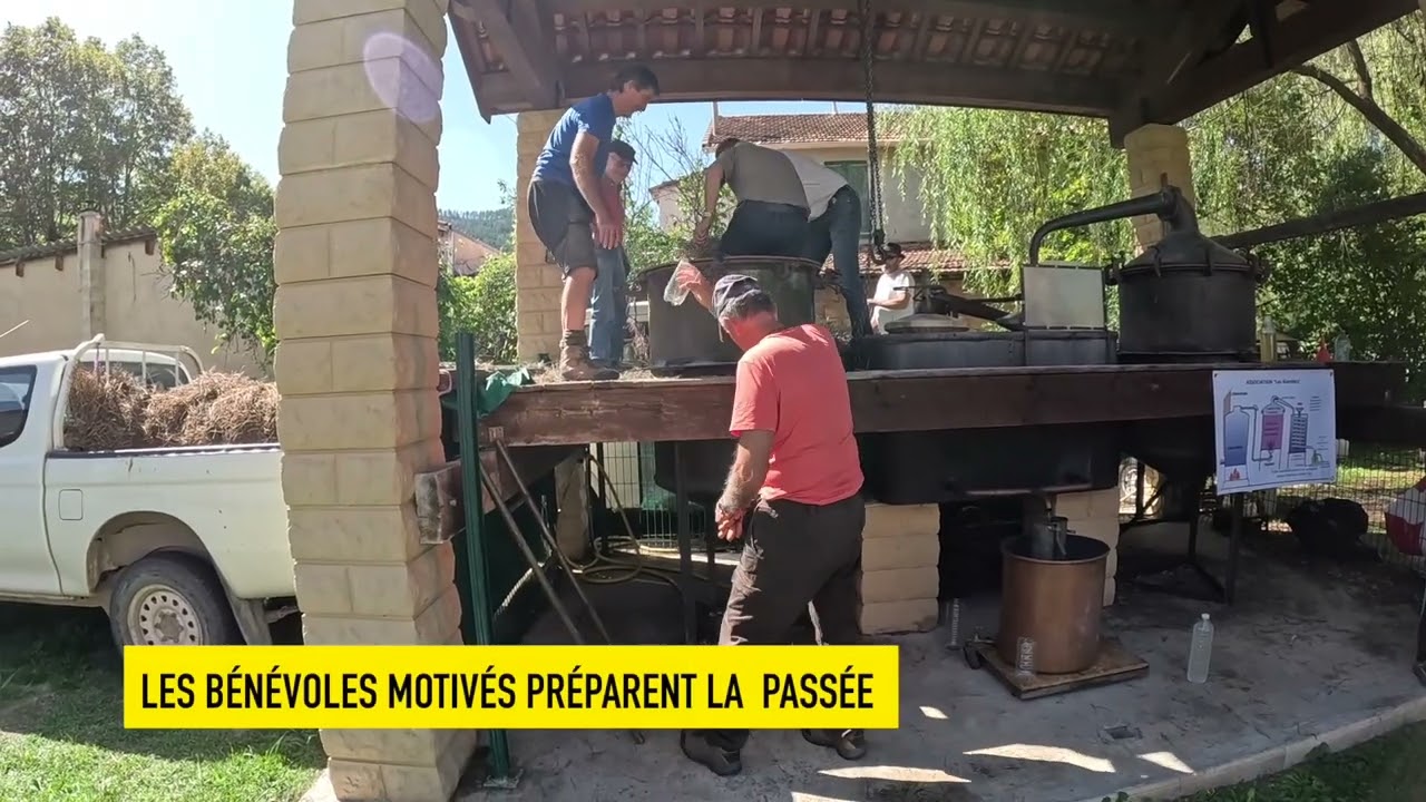 Barrême  : La lavande, bien plus qu’une plante